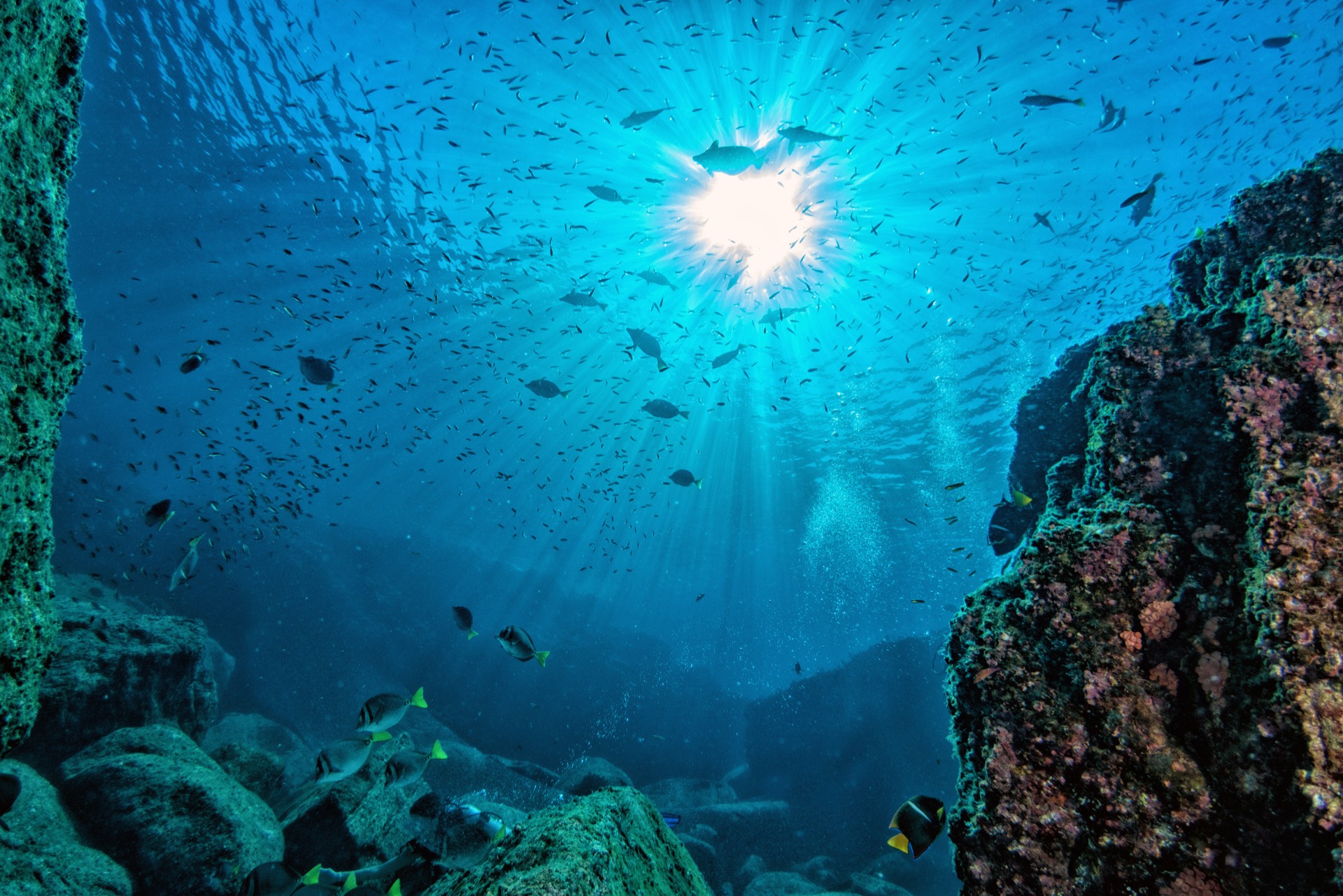 Diver gliding over a colorful reef in clear blue water