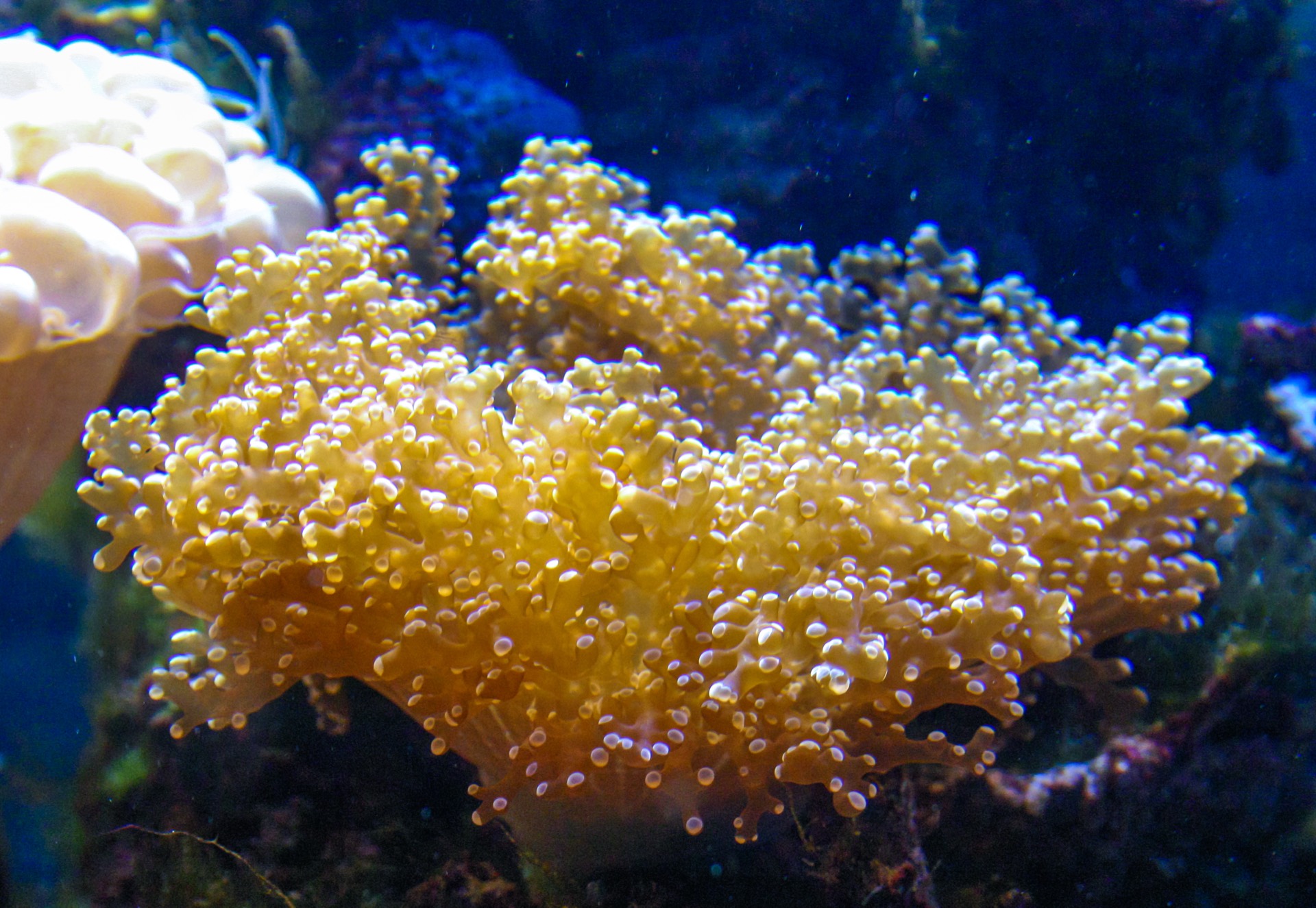 Coral Planting Dive