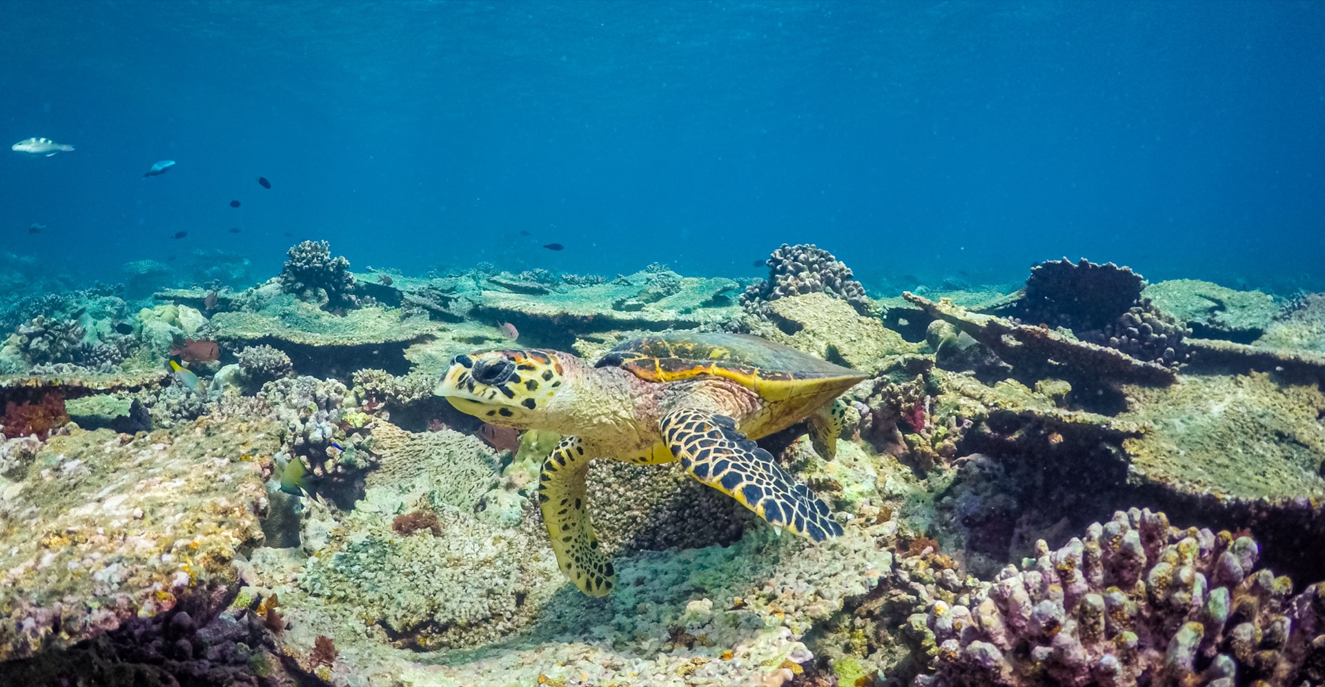 Green Turtles Post Their Best Nesting Season in Memory